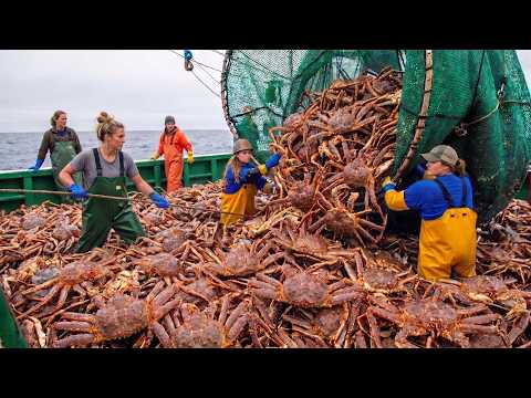 How European Fishermen Make $1 Million in Just 15 Days Catching Giant King Crabs!