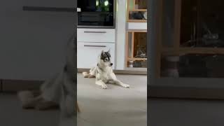 Le Guaranteed Laughter Funny Cats Compilation