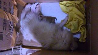 20140827ココちゃん、子育て中 2。