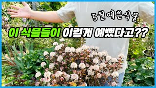 5월에 진가를 발휘하는 예쁜 꽃나무들!! screenshot 2
