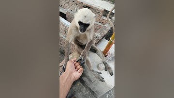 Jai shree ram | bandar | monkey video | baby monkey | bandar wala | manki video | #shorts #animals