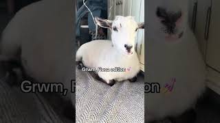 #grwm #funnyanimal #cutepets #goat