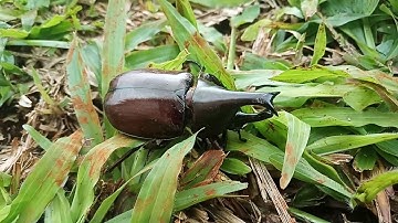 BỌ CÁNH CỨNG 2 SỪNG,rhinocenos beetles