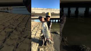 How I caught a Texas tarpon #fishing #tarpon #nlbn
