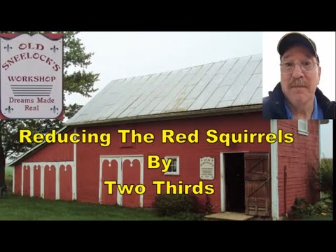 Red Squirrel Problem Reduced By Two Thirds