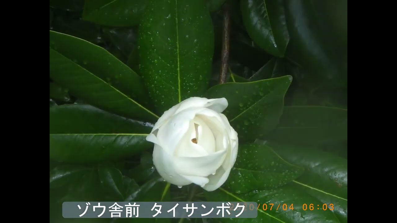 井の頭自然文化園 花ごよみ動画 タイサンボクの開花 Youtube