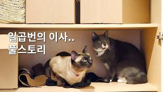 유튜브 10년, 7번의 이사, 고양이 네마리에서 다섯마리로