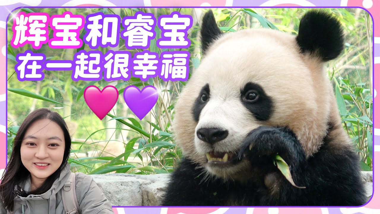 大熊猫睿宝安慰妹妹睡觉 自由夫人爱宝 逍遥公子乐宝🥕🐼 爱宝乐园宝家族爱宝乐宝福宝睿宝辉宝的日常vlog #大熊猫 #睿宝 #辉宝 #爱宝 #乐宝#宋爷爷 #宝家族 #爱宝乐园 #熊猫Vlog#韩国