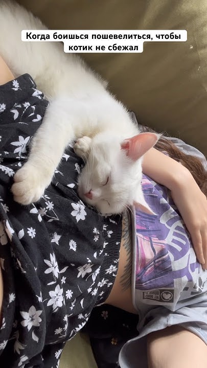 Нежнятина, мр #котик #кот #cat - YouTube