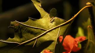 Leafcutter Ant Live Display At An Insectarium In Montreal