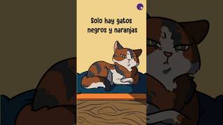 Solo hay gatos negros y naranjas
