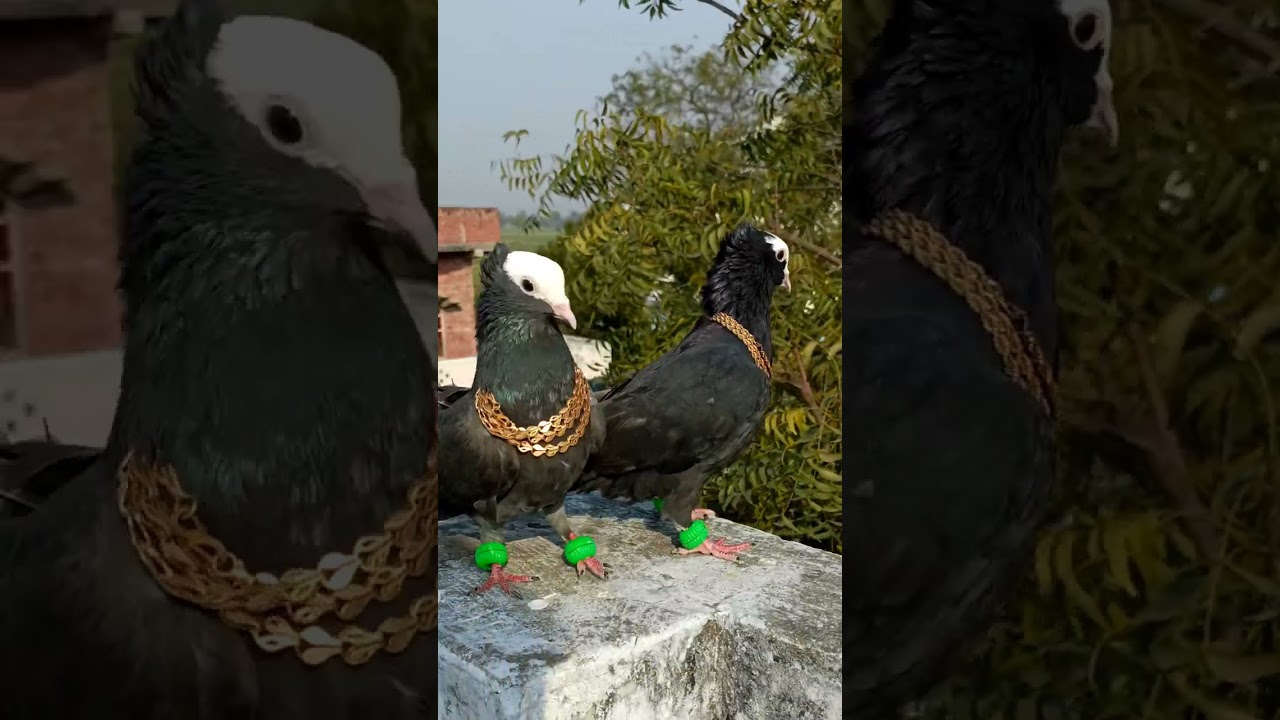 Kabutar attitude level viral short 🕊️🔥 || its gully boy || 