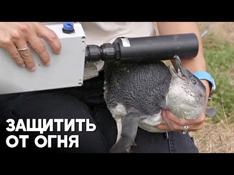Ценных пингвинов австралийского острова защищают от пожаров