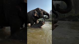 love❤️this species||elephant with kid||#elephantvideo  #eventsytc #brokenheart #elephantrescue