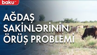 Ağdaş Sakinlərinin Örüş Problemi - Baku Tv