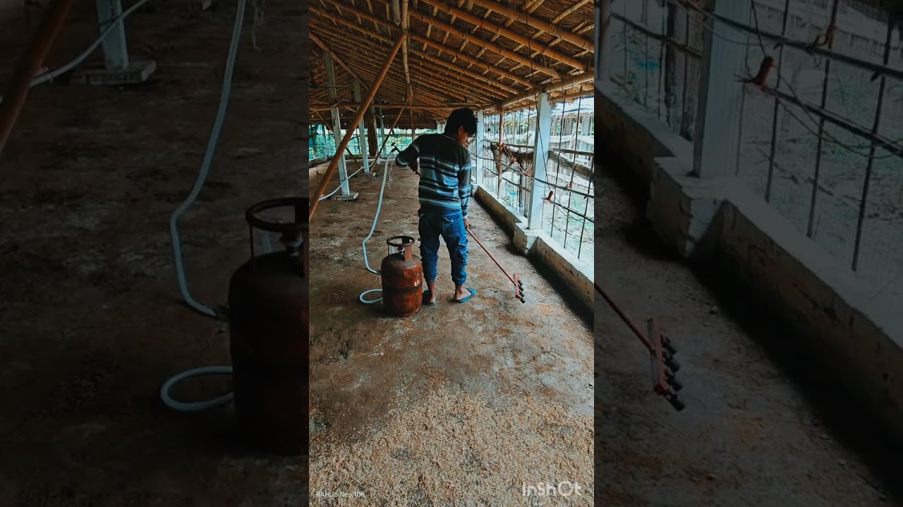 poultry farm burning 