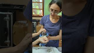 A newly orphaned baby monkey appears uncertain of the assistance it's receiving.