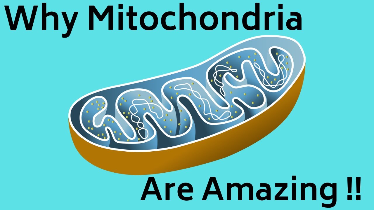 Mitochondria Function