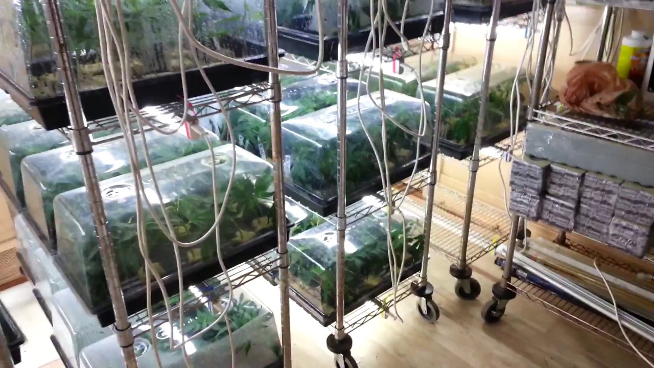 The Ultimate Guerilla Nursery! - Moving Right Along Here as Well!