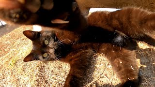 ベンチに野良猫がいたのでそ～っと座ってナデナデしてきた