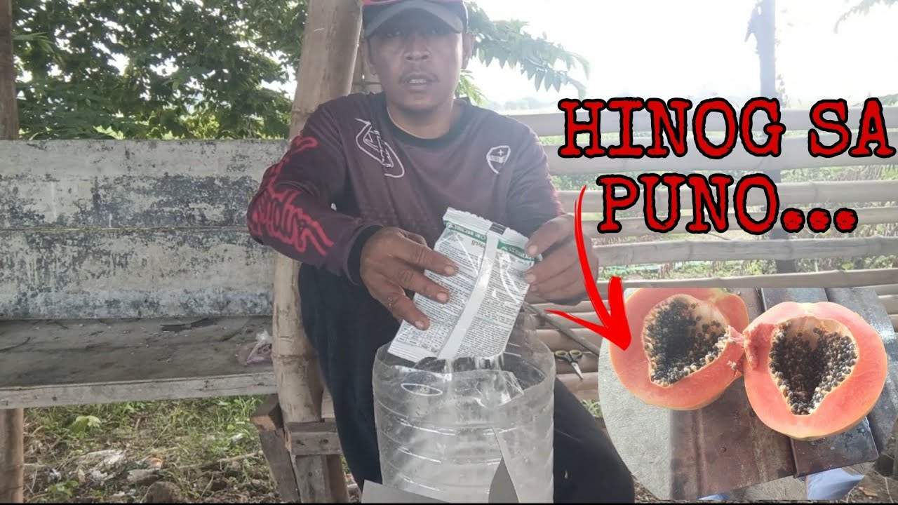 PAG PUPUNLA NG PAPAYA + PAG SPRAY SA  KALAMANSI..