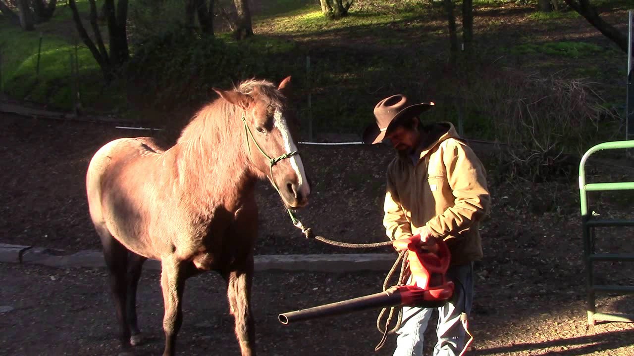 Blow Drying Your Horse, Mike Hughes, Auburn California YouTube