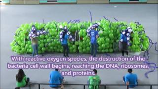 2016 Materials Science and Engineering Annual Club Meeting (bacteria-eng)