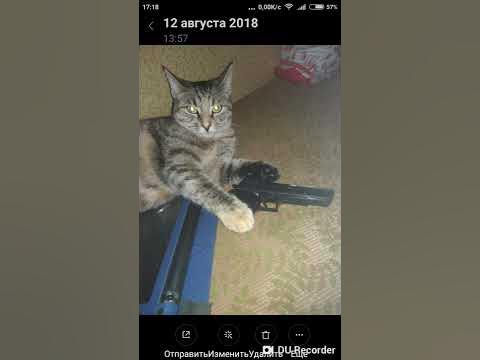 Кот бандит - YouTube