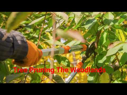 JSR Tree Pruning Service in The Woodlands, TX