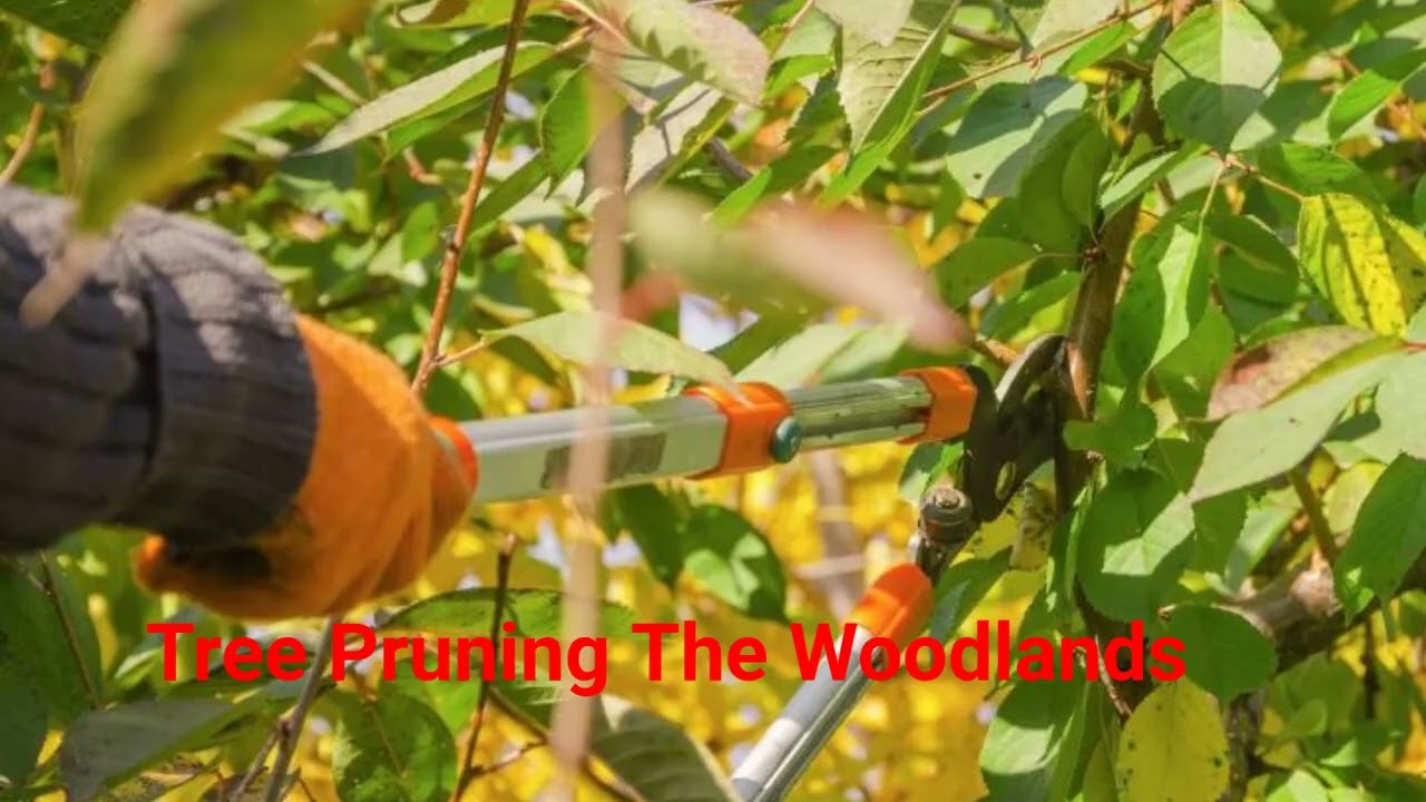 JSR Tree Pruning Service in The Woodlands, TX