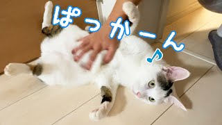 犬みたいに仰向けで撫でてもらうのが好きな猫