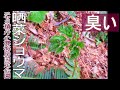あいつらが多すぎて進めない…自然歩道で見つける身近な野草・薬草・山菜たち!里山山菜記 in Otaru Akaiwa Coast Part3【里山山菜記】
