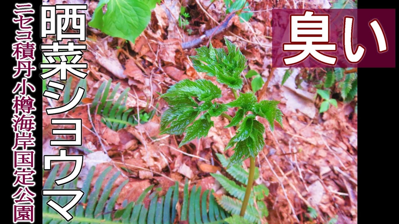 ❀そるまるす❀荒天・猛暑日は植物発送不可専用　グリーン There are too many of them, I can't move forward! Wild plants