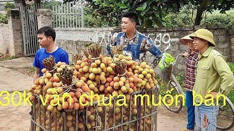 Giá vải U Hồng tại Lục Ngạn -Bắc Giang ngày 24/5/2023