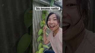 Hand-pollinate vanilla flowers like this #gardeninghacks #shorts