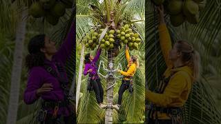 High-Tech Drone For Fast And Accurate Coconut Harvesting