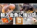 【輸入金魚】中国産／タイ産の極上金魚が手に入るお店 | 一点物からリーズナブルまで | 金魚屋「和」 | Goldfish pro shop in Kawasaki | ​⁠ @peperia