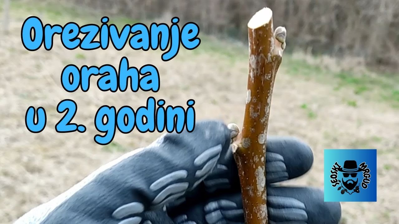 Orezivanje oraha u 2. godini i još po koji savet