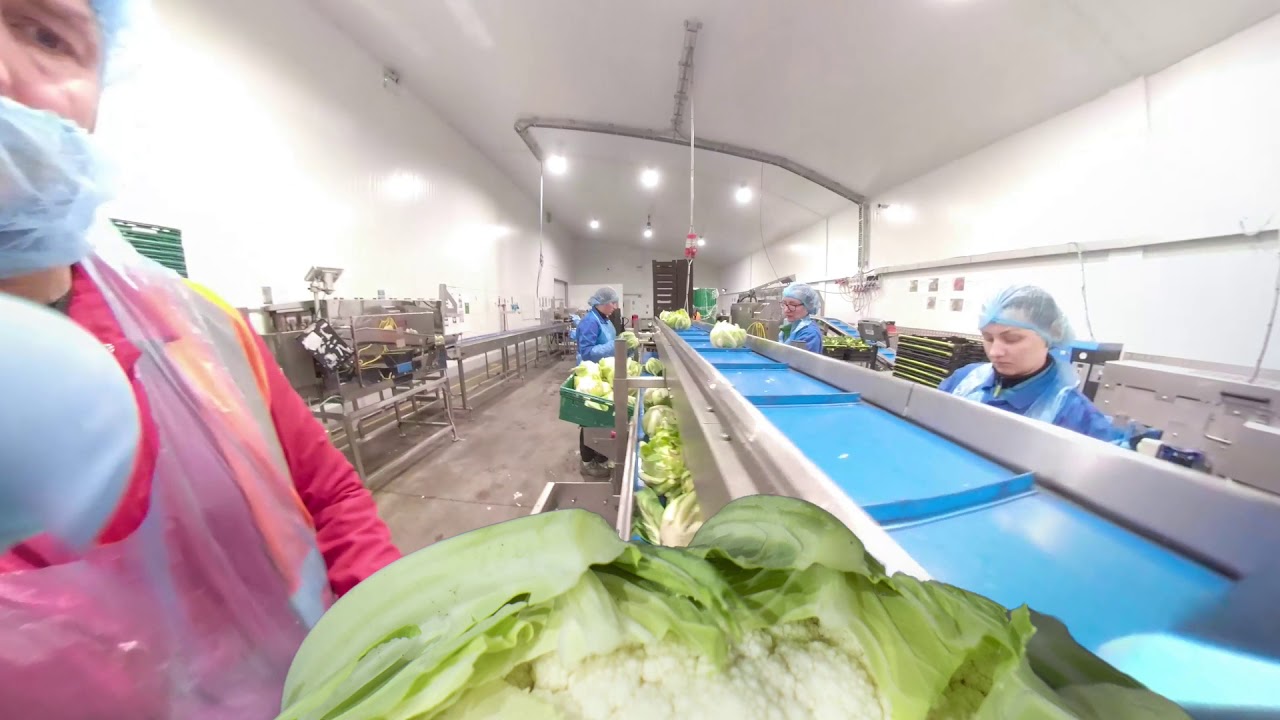 A video of Cauliflower being packed at Pollybell Organic Farm
