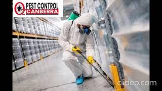 Wasps and Bees Control Canberra | Wasps and Bees Control in Canberra | Pest Control Canberra