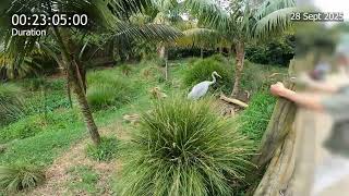 28 September, 2025, Auckland Zoo - Brolga - Stereotypic Behaviour Timelapse