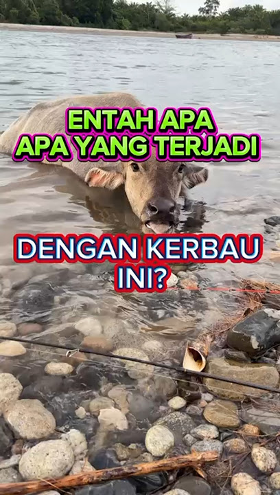 SHORTS ENTAH APA YANG TERJADI DENGAN KERBAU INI #duniahewan #duniahewan88 #kerbaugila #peternak