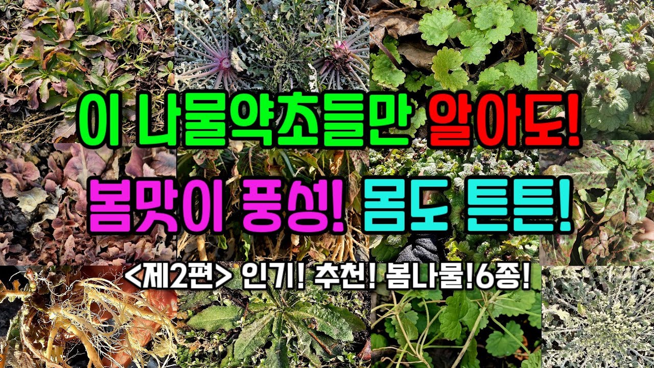 이 봄나물약초들만 알아도! 봄맛이 풍성! 몸도 튼튼! 등잔 밑이 어둡듯, 쉽게 만날 수 있지만,  맛은 물론 약성까지 둘째가라면 서러워 할, 건강 으뜸 약초들 6종을 소개합니다!