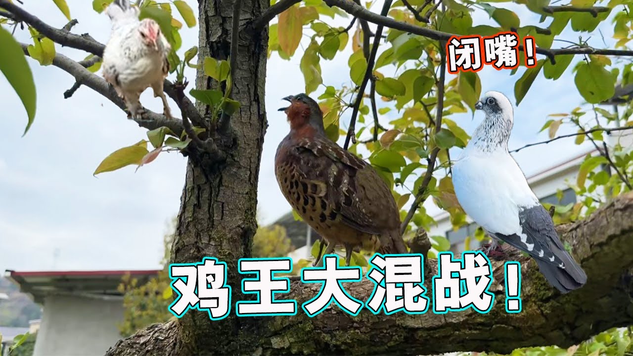 鸡群频频发生混战,傻鸡VS初生牛犊小鸡,究竟谁能笑到最后?#萌宠#竹鸡 - YouTube