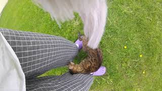 Me & my cats  ll First video