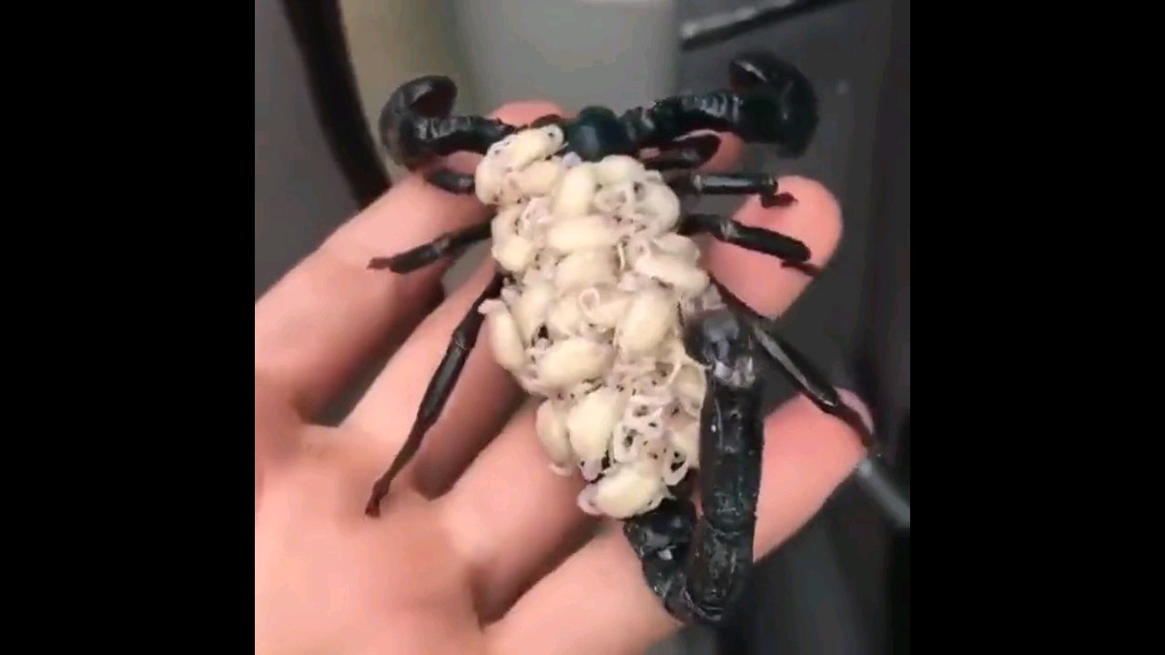 A Scorpion carrying her babies on her back 🦂 