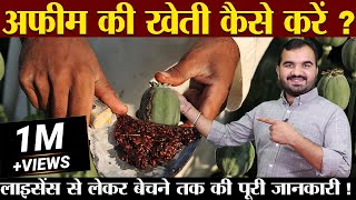 अफ़ीम की खेती | Afeem farming In India | Opium Farming | How we take licence | law For Afeem farming