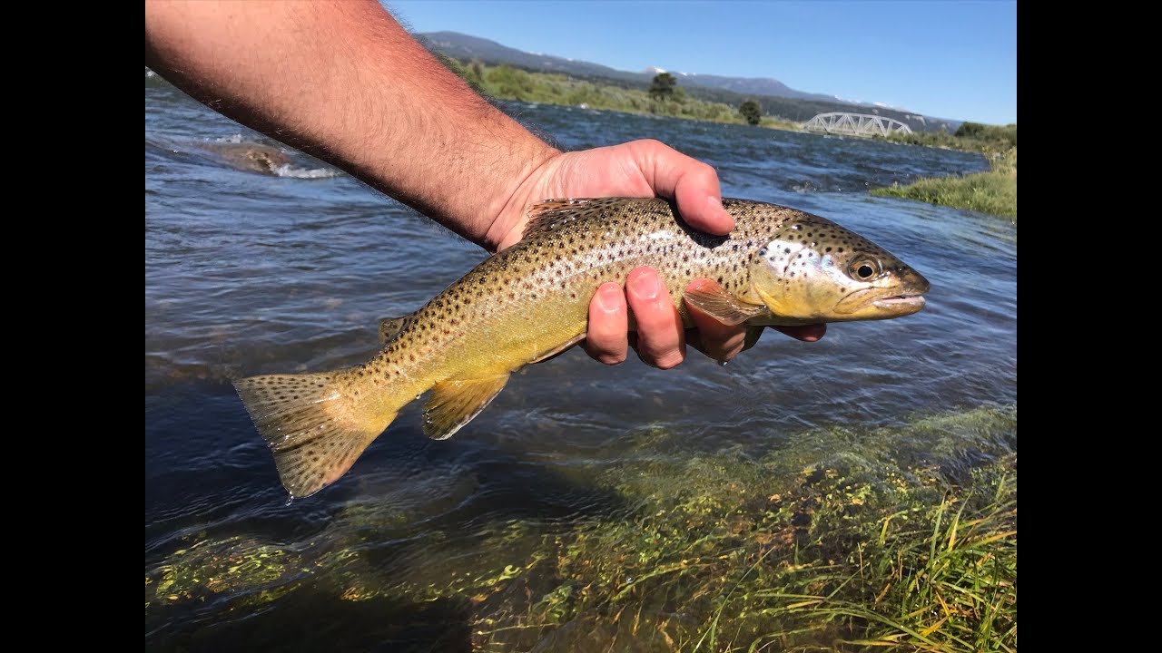 Fly Fishing the Madison River, Ennis Montana YouTube