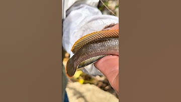 Câu cá lóc vây xanh #cauca #caucathugian #câucá #caucagiaitri #fishing #fish #fishingvideo