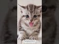 Arigatou Catshorts Cat Kucinganggoralucudanimut Cute Catlover Cats Kitten 